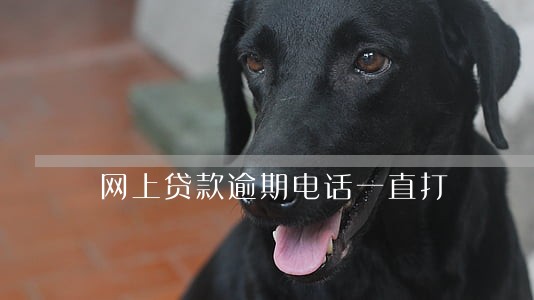 网上贷款逾期电话一直打 网上贷款逾期电话一直打