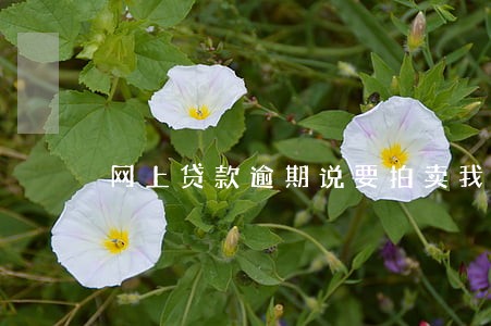 网上贷款逾期说要拍卖我房产 网上贷款逾期说要拍卖我房产