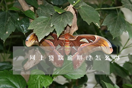 网上贷款逾期过怎么办 网上贷款逾期过怎么办
