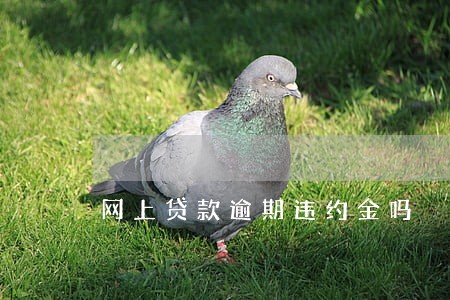 网上贷款逾期违约金吗 网上贷款逾期违约金吗