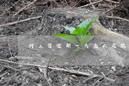 网上贷逾期一天怎么还款吗 网上贷逾期一天怎么还款吗
