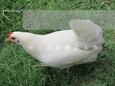 网上贷逾期怎么查 网上贷逾期怎么查