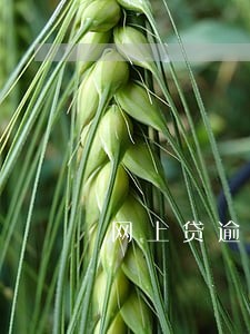 网上贷逾期电话是多少 网上贷逾期电话是多少