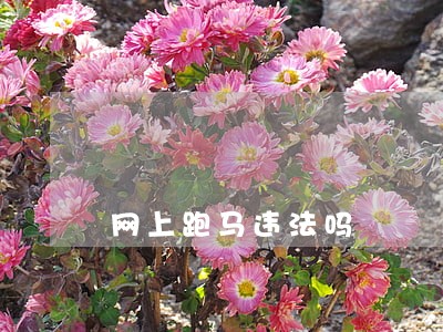 网上跑马违法吗 网上跑马违法吗