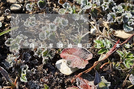 网上车牌逾期还能去本地办牌吗 网上车牌逾期还能去本地办牌吗