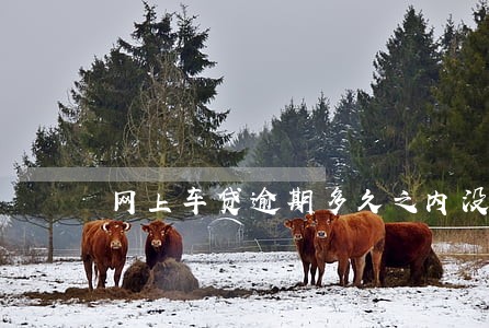 网上车贷逾期多久之内没事