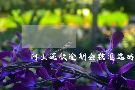 网上还款逾期会被追逃吗 网上还款逾期会被追逃吗