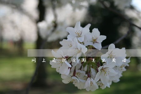 网上还款逾期怎么处理