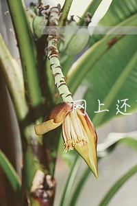 网上还款逾期被追逃 网上还款逾期被追逃