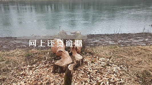 网上还贷逾期 网上还贷逾期