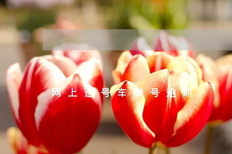 网上选号车牌号逾期 网上选号车牌号逾期