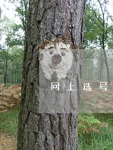 网上选号逾期可以到车管所再选吗 网上选号逾期可以到车管所再选吗