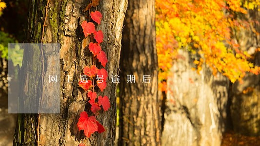 网上选号逾期后 网上选号逾期后
