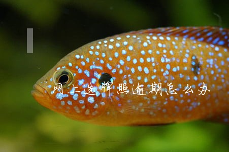 网上选牌照逾期怎么办 网上选牌照逾期怎么办