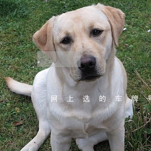 网上选的车牌号逾期拉黑 网上选的车牌号逾期拉黑