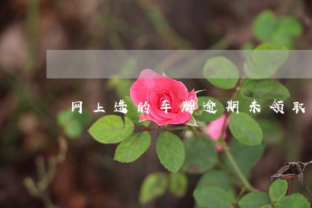 网上选的车牌逾期未领取 网上选的车牌逾期未领取