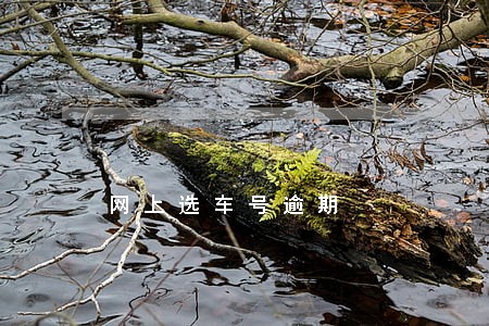 网上选车号逾期 网上选车号逾期