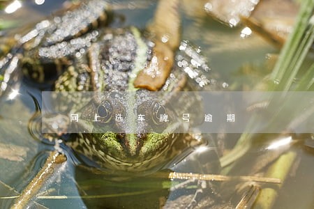 网上选车牌号逾期 网上选车牌号逾期
