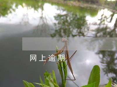 网上逾期 网上逾期