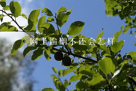 网上逾期不还会怎样 网上逾期不还会怎样