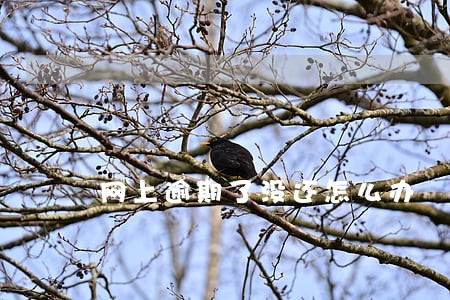 网上逾期了没还怎么办 网上逾期了没还怎么办