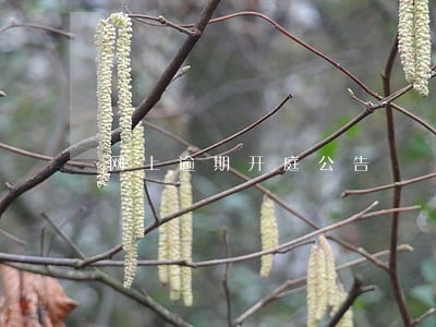 网上逾期开庭公告 网上逾期开庭公告