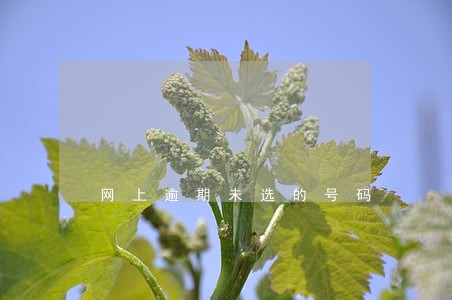 网上逾期未选的号码 网上逾期未选的号码