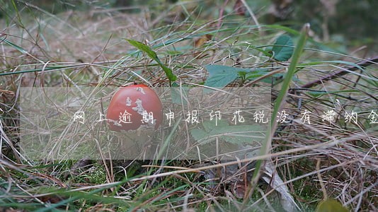 网上逾期申报印花税没有滞纳金 网上逾期申报印花税没有滞纳金