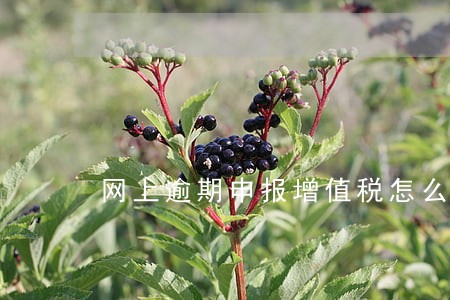 网上逾期申报增值税怎么办 网上逾期申报增值税怎么办
