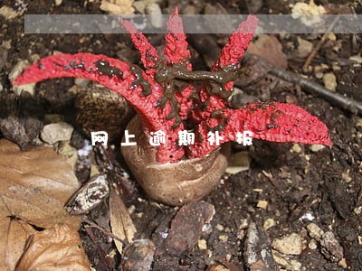 网上逾期补报