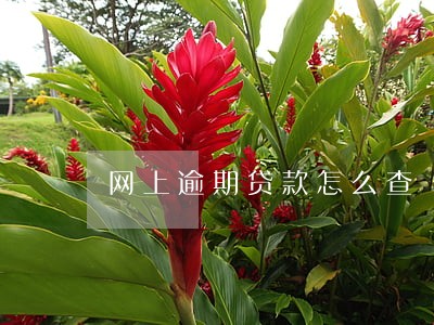 网上逾期贷款怎么查 网上逾期贷款怎么查