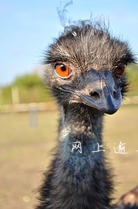 网上逾期车牌号怎么选