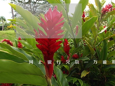网上银行欠款一万逾期