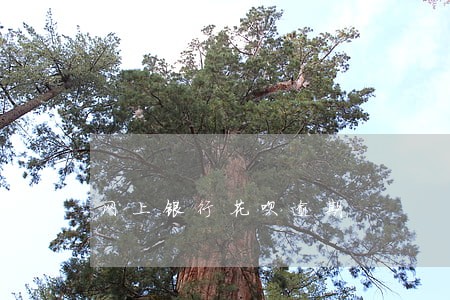 网上银行花呗逾期 网上银行花呗逾期