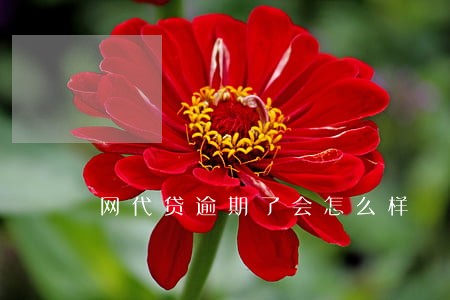 网代贷逾期了会怎么样 网代贷逾期了会怎么样