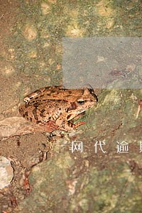 网代逾期不还有什么后果 网代逾期不还有什么后果