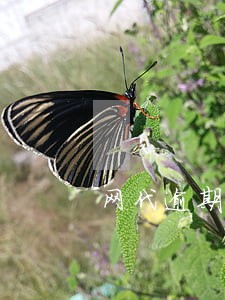 网代逾期打电话给亲人 网代逾期打电话给亲人
