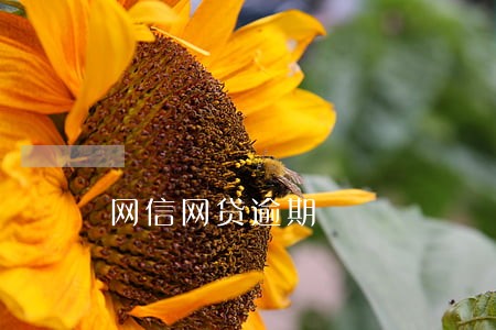 网信网贷逾期 网信网贷逾期