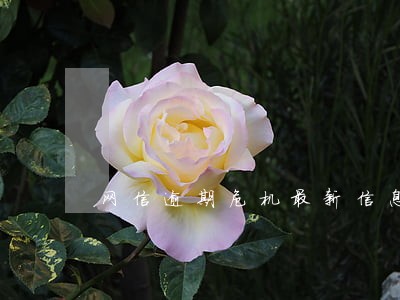 网信逾期危机最新信息 网信逾期危机最新信息
