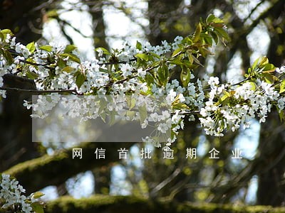网信首批逾期企业
