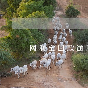 网利宝回款逾期记录
