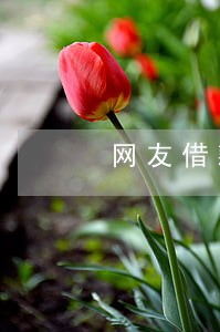 网友借款逾期怎么办