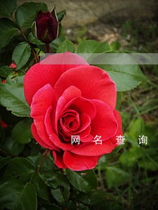 网名查询征信逾期
