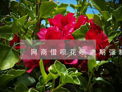 网商借呗花呗逾期强制扣款顺序