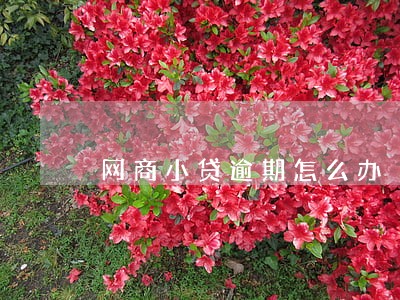 网商小贷逾期怎么办 网商小贷逾期怎么办