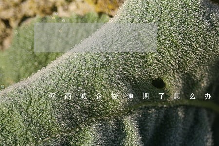 网商诚企贷逾期了怎么办 网商诚企贷逾期了怎么办
