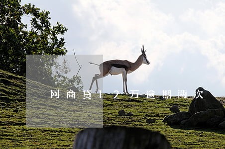 网商贷12万逾期两次 网商贷12万逾期两次
