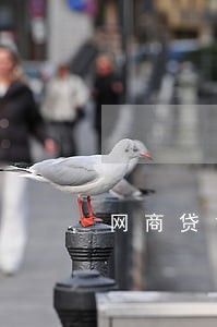 网商贷1万逾期 网商贷1万逾期