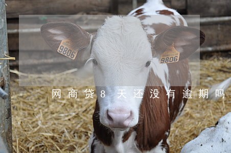 网商贷8天还没有逾期吗 网商贷8天还没有逾期吗