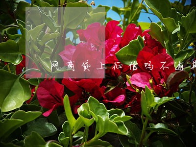 网商贷上征信吗不逾期